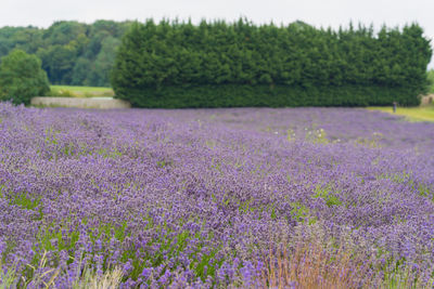 Scenic view of purple flowering plants on field