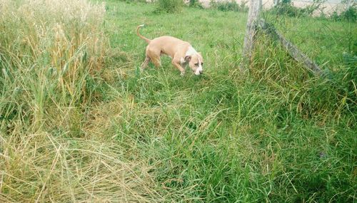 View of a dog on grassy field