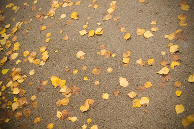 Close-up of yellow autumn leaves on street