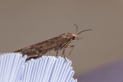 Close-up of butterfly