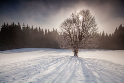 Winter landscape from rodnei mountains. foggy mornings with pine trees in the frozen national park.