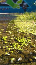 Close-up of plants floating on water
