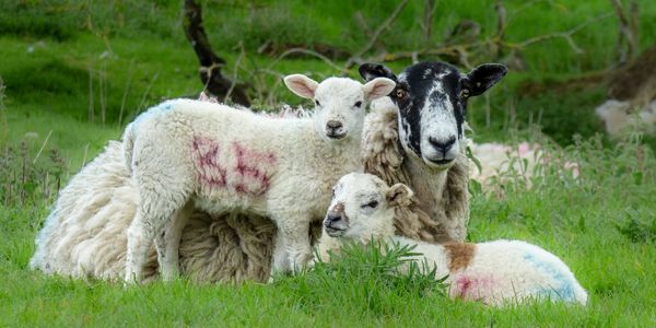 Sheep in a field