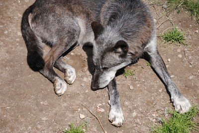 High angle view of a horse on field