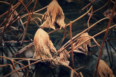 Close-up of dry plant