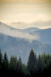 Trees in forest against sky