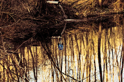 View of bare trees in the forest