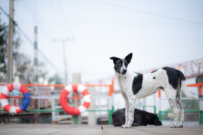 Dog standing on pier