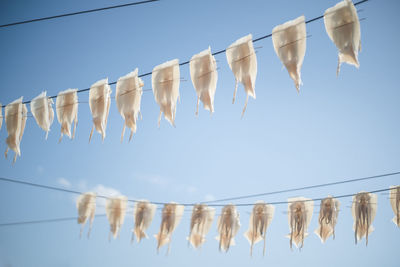 Squid drying like laundry at yobuko fishing port, karatsu city, saga prefecture.