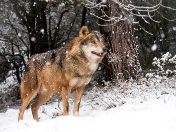 Dog on snow at forest