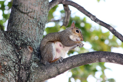 Low angle view of squirrel on branch