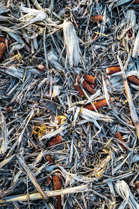 High angle view of dry leaves on field