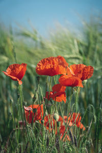 Close-up of red poppy flowers on field