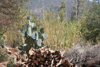 Cactus growing on field in forest