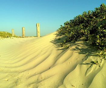 Plants and wooden post on sand dune at beach against sky