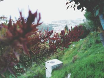 Close-up of plants against blurred background