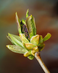 Close-up of flower bud growing outdoors