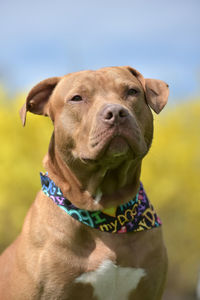 Close-up of a dog looking away