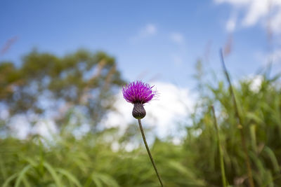 Close-up of flower against sky