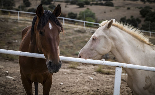 Portrait of brown horse and albino horse standing in ranch 