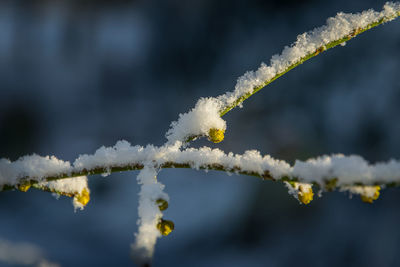 Close-up of frozen plant