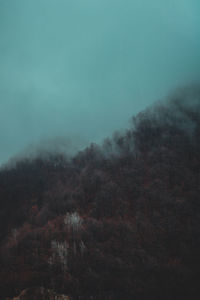 Scenic view of forest against sky