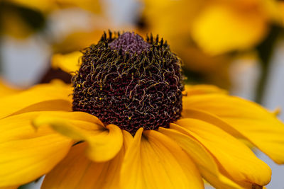 Close-up of sunflower