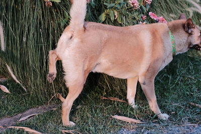 Side view of dog on field