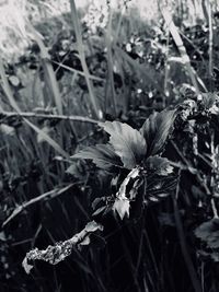 Close-up of wilted flowers on field