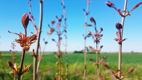 Close-up of flowering plant on field against sky