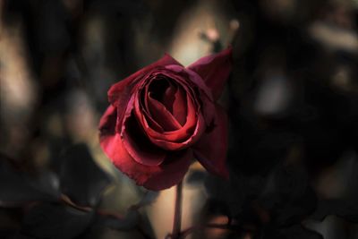 Close-up of red rose