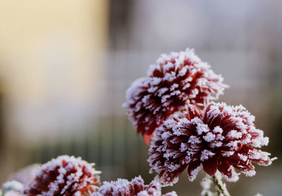 Close-up of fresh pink flowering plants during winter
