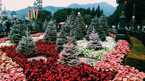 Plants growing on mountain against sky