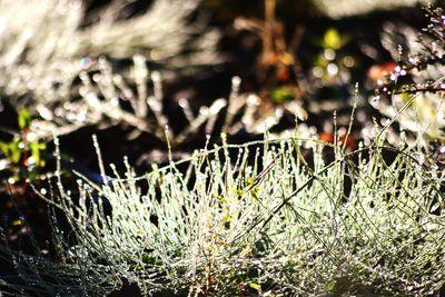 Close-up of plants in water