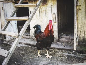 Close-up of rooster