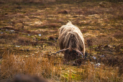 Horse standing on field