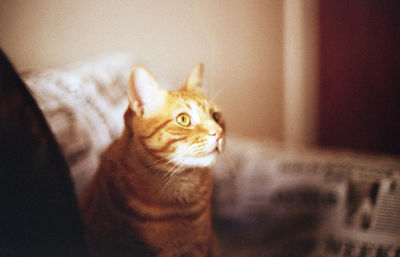 Close-up of a cat looking away