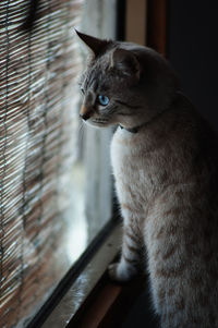 Close-up of cat looking out the window at home