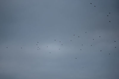 Low angle view of birds flying in the sky