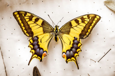 High angle view of butterfly pollinating flower