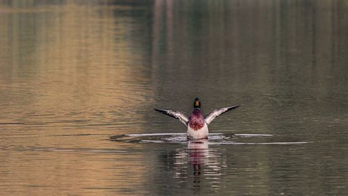 Bird flying over lake