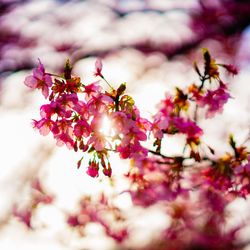 Close-up of pink flowers on branch