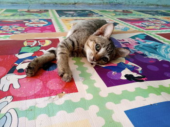 High angle view of cat lying on bed at home