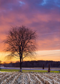 Bare tree on field against sky at sunset