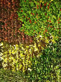 Full frame shot of ivy growing on field