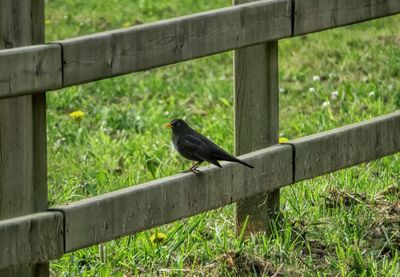 Black bird on wooden fence