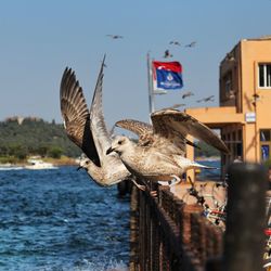 Birds on railing by sea