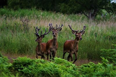 Deer standing in a field