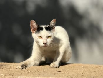 Close-up of a cat looking away