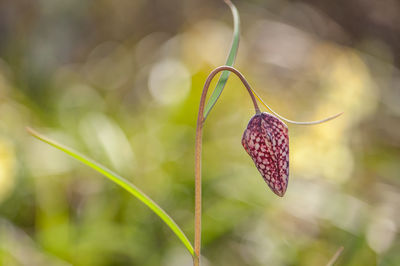 Close-up of bud on plant